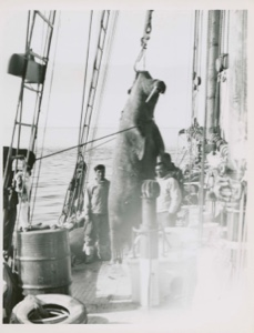Image of Hoisting walrus onto Bowdoin [Kale Peary and Sorrak Mayak]